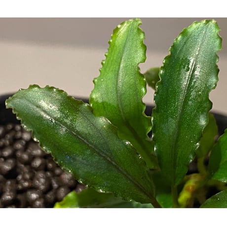 Bucephalandra sp. "Pakak 3" [MF0417-5A]