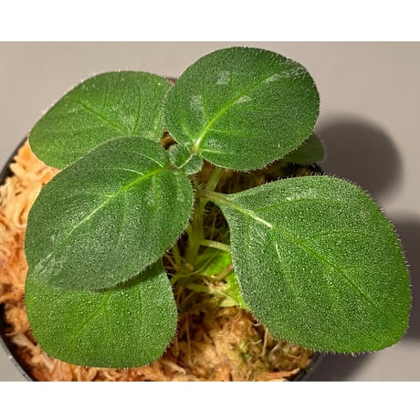 Gymnostachyum sp. from Tigalingga [HW0219-02]