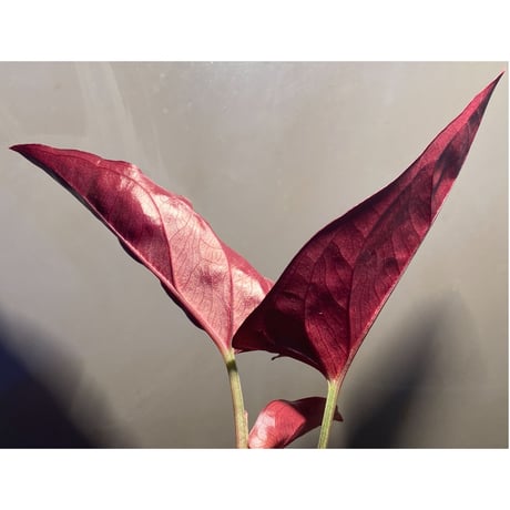 Syngonium sp. from Choco Colombia [tamakay]