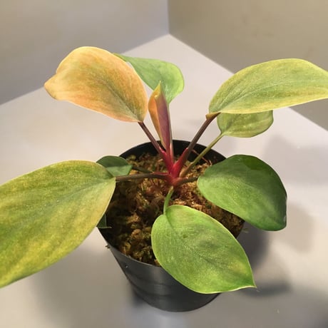 Homalomena sp. from Borneo