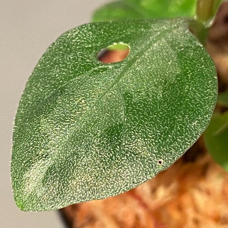 Gymnostachyum sp. from Aceh sumatera [LA1116-02]