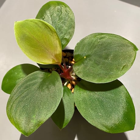 Homalomena sp. from Borneo