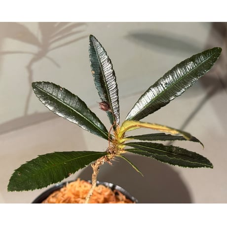 Sauvagesia serrata from West Kalimantan
