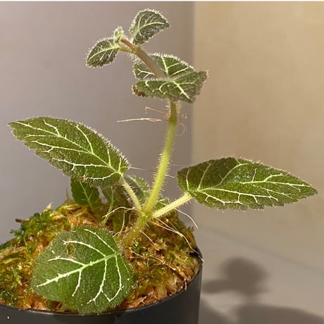 Pearcea hypocyrtiflora from Rio Napo Ecuador [tanakay] 白葉脈
