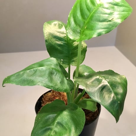 Schismatoglottis sp. from Bau Sarawak