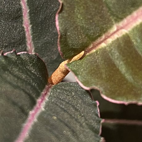 Labisia sp. "Sumatera Pink"