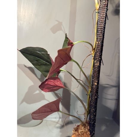 (大株) Syngonium cf. erythrophyllum from Colombia [LA0316-02]