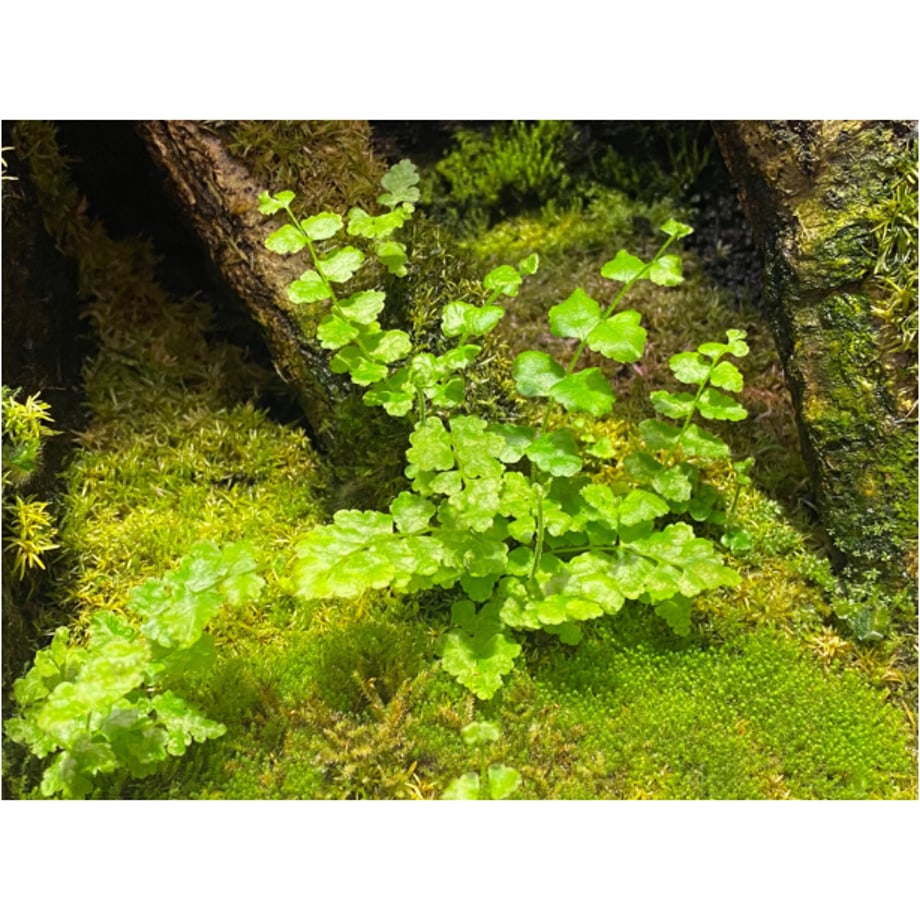 65f18e1cff05040da51720ca