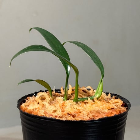 Schismatoglottis sp. "Narrow" from Kpg Lui Muda [AZ0412-3]