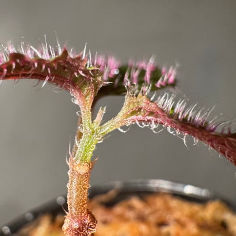 Sonerila sp. from Landak West Kalimantan