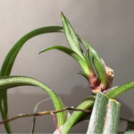 Freycinetia sp. from Borneo [KZT]