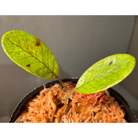 Selliguea cf. triloba from Aceh sumatera