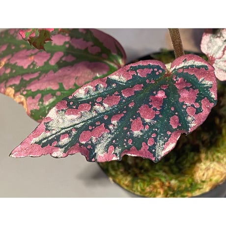 Begonia sp. "Crazy pink" from Lampung sumatera [LA1118-03]