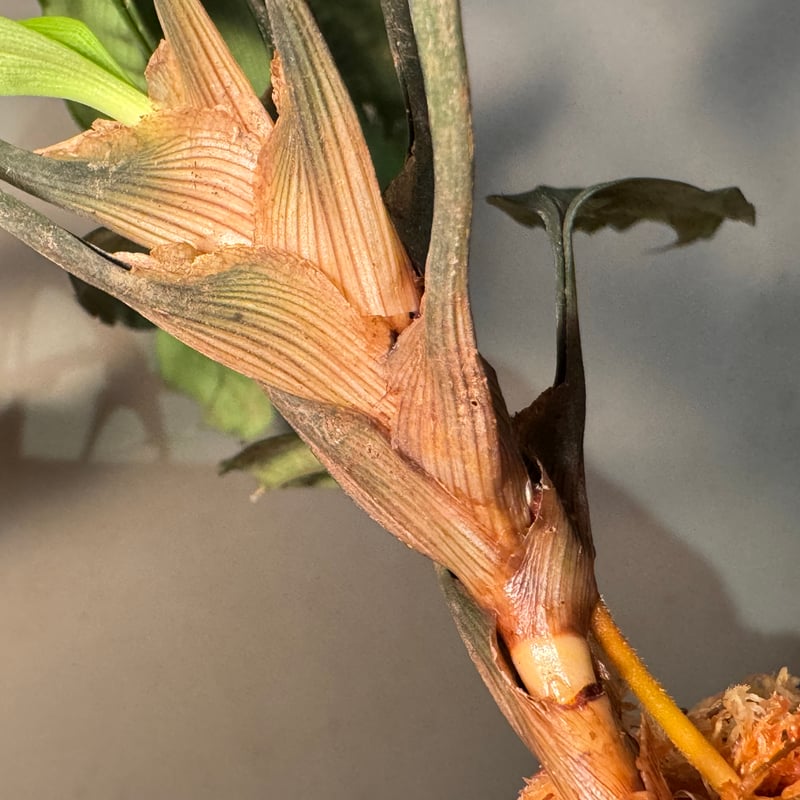 Mapania cuspidata from Bengkayang West Kalimant