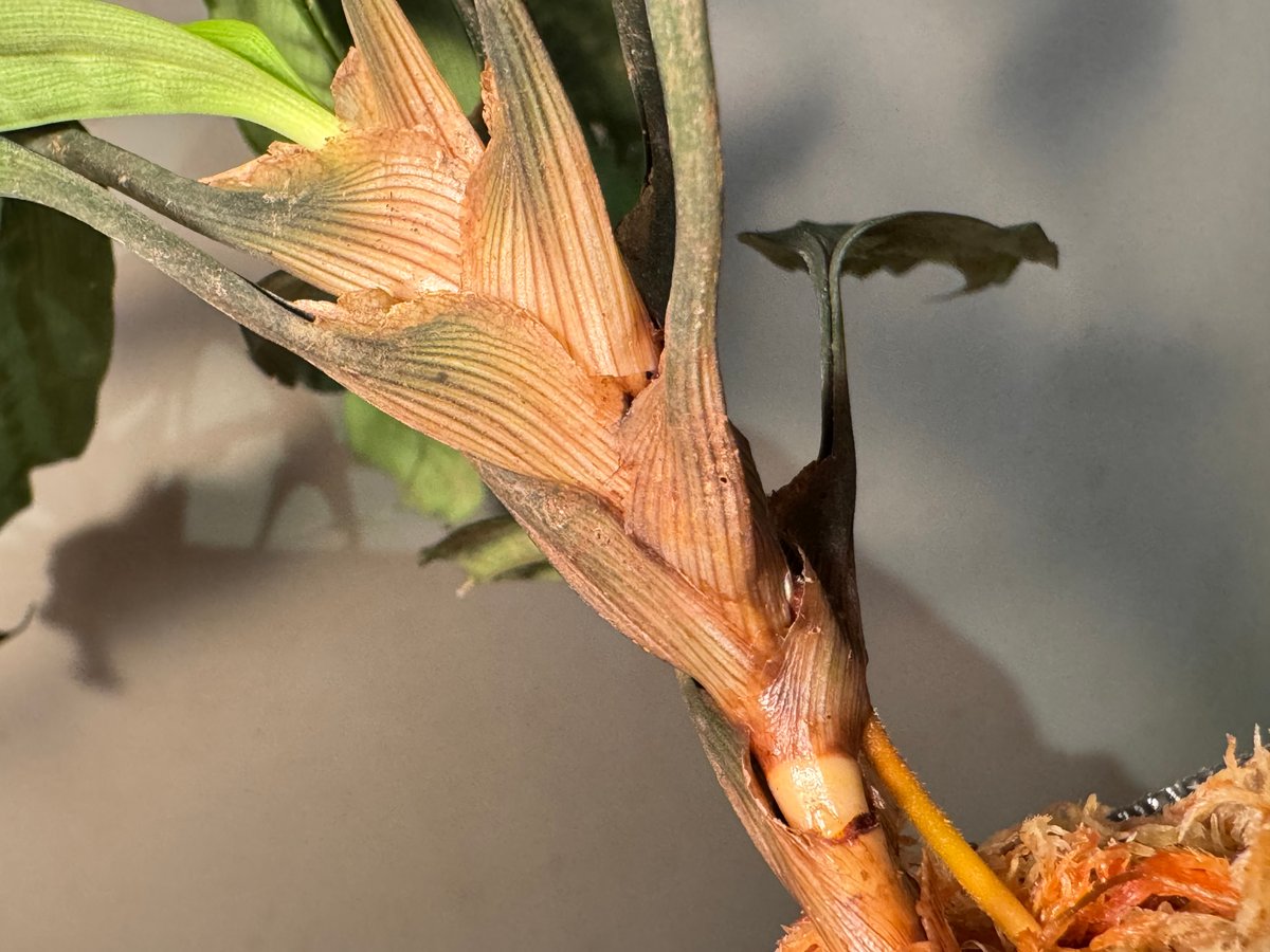 Mapania cuspidata from Bengkayang West Kalimant