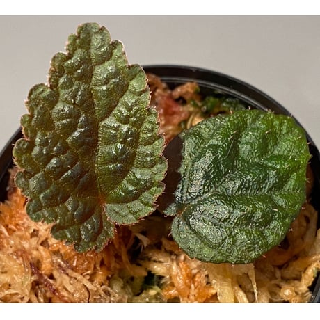 Begonia sp. from Tuyen Quang [YH1117] TK