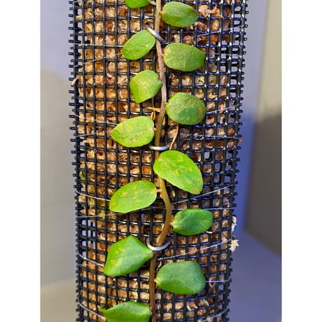 Marcgravia rectiflora