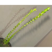 Bucephalandra motleyana 問屋便 | M・R・G・R