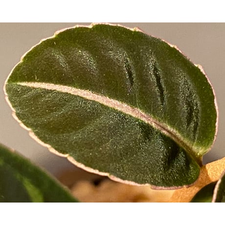 Labisia sp. "Sumatera Pink"