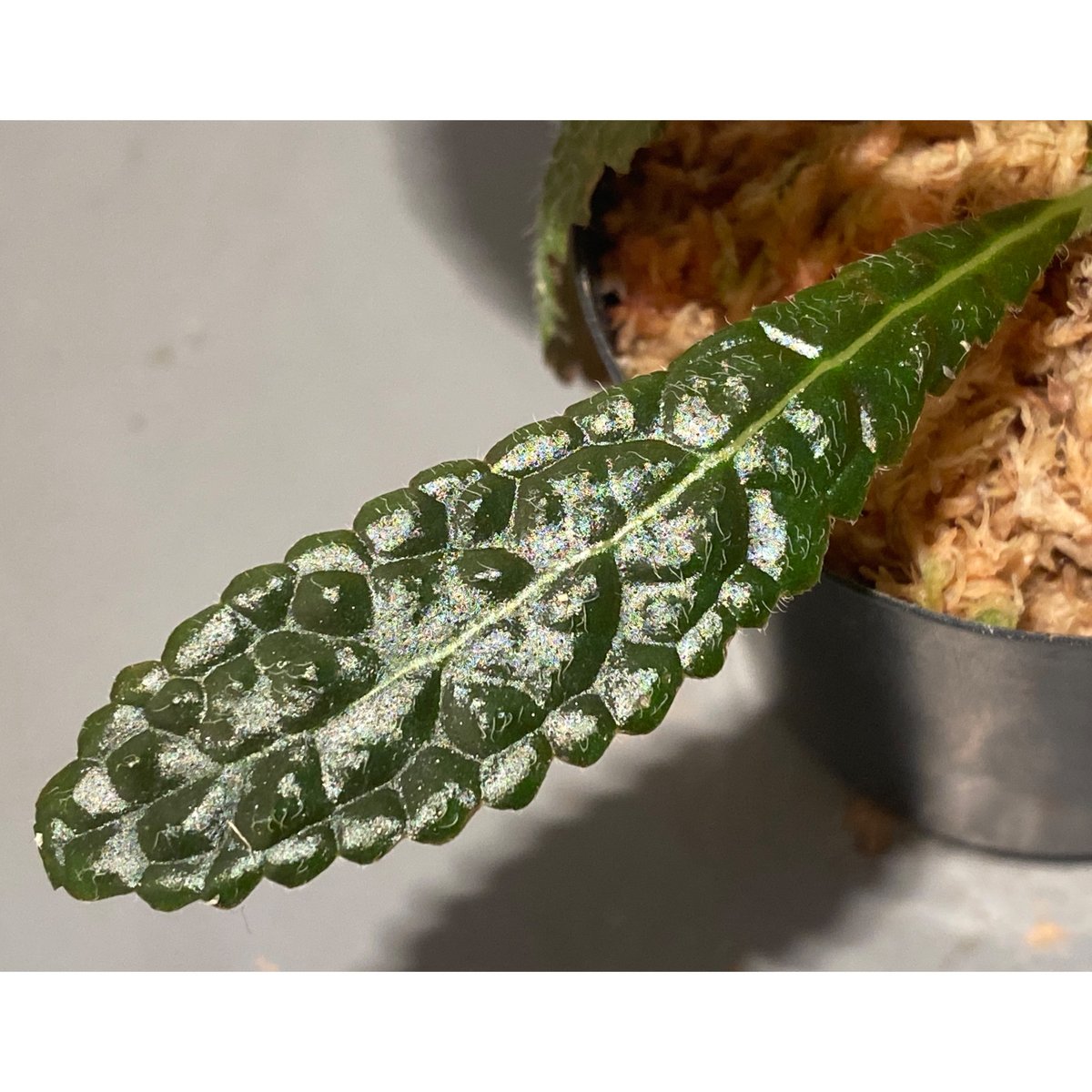 Nautilocalyx pemphidius | M・R・G・R
