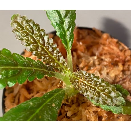 Nautilocalyx pemphidius