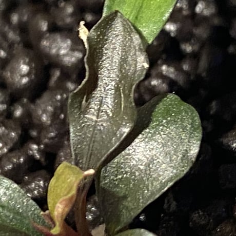 Bucephalandra  sp. "HB No9" from Kalimantan barat [AZ0420-13] ②