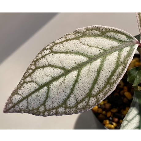 Ardisia sp. from Ache Sumatera [LA]