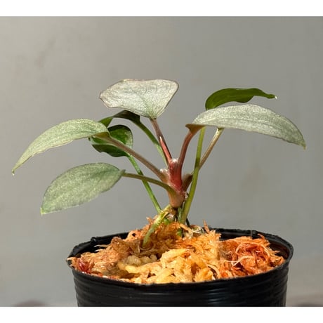 Homalomena sp. "Pink Velvet" from Kepulauan Riau [KN]