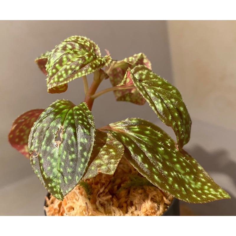 Sonerila sp. from Vietnam | M・R・G・R