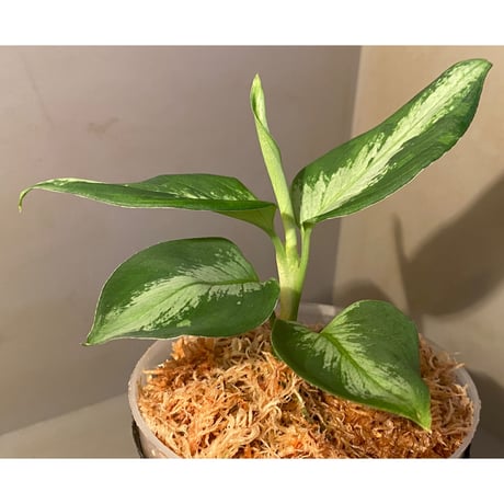 Aglaonema pictum from Tapak Tuan Aceh [MA1510-86]
