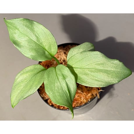 (本タグ付き) Homalomena sp. "Silver Bullet GG" from P.Linga [AZ0917-1]