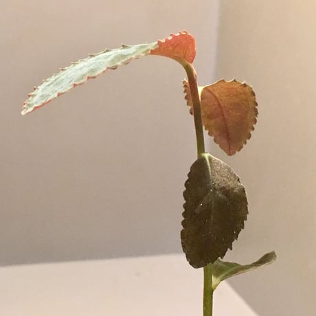 Ardisia sp. from Riau Sumatera