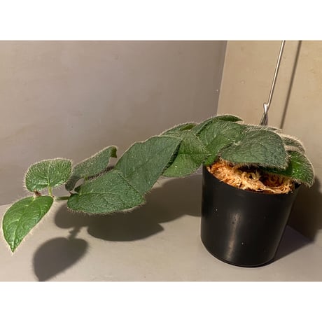 Ficus sp. from Selangor