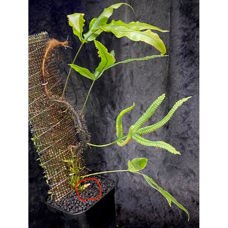 Scyphularia(Davallia) pentaphylla from South Sulawesi 伊藤蟻植物農園
