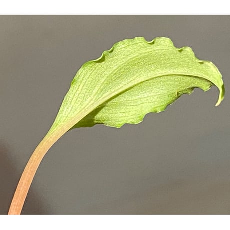 Homalomena sp. from Riau sumatera [LA0815-01]