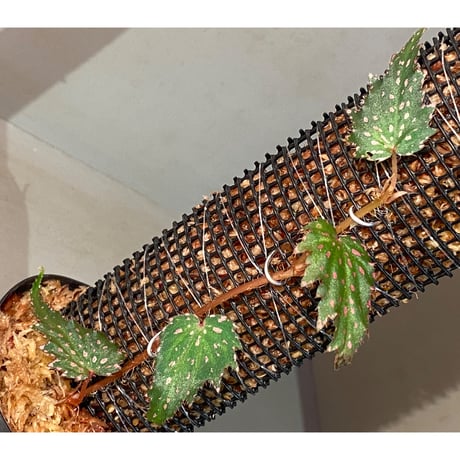 Begonia sp. from Luzon Aurora Philippines 標高500m付近　[KSB]