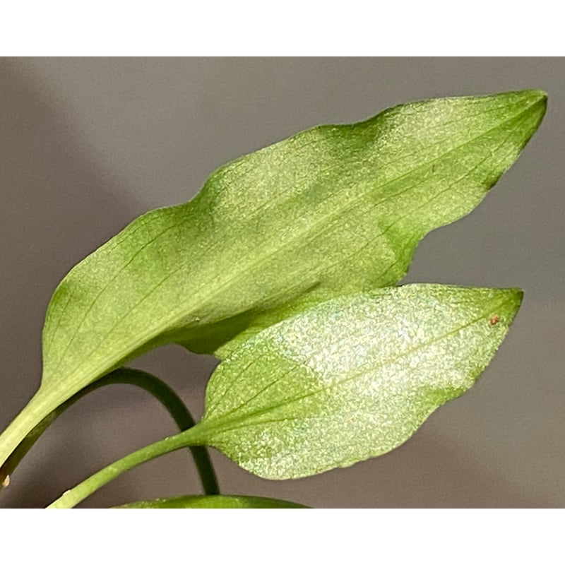 Cryptocoryne joshanii from Basilan island phili