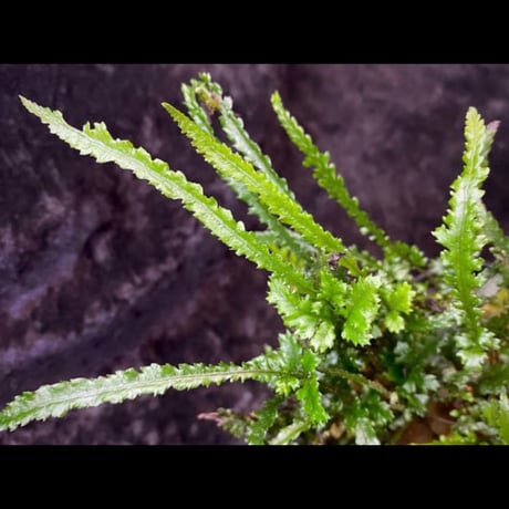Bolbitis sp. from Kidapawan Mindanao