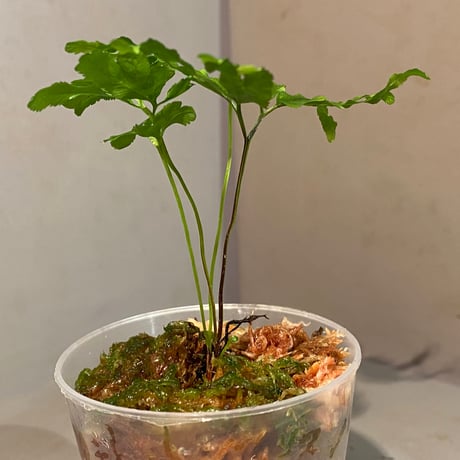 Lygodium cf. dichotomum from Myanmar