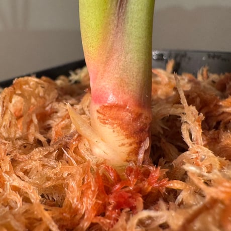 Hottarum sp. 'Entikong' Sanggau [カミハタ]