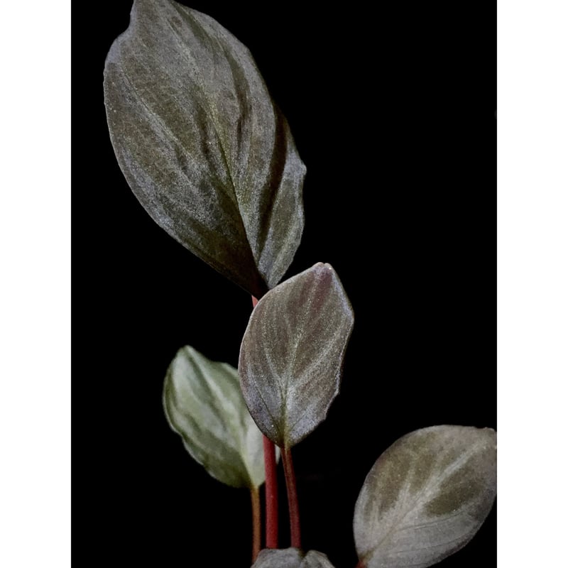 Homalomena cf.humilis from Pulau Lingga [LA0517