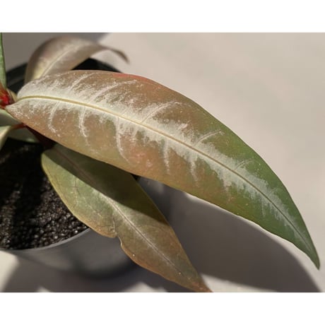 Labisia sp. from "Lebong" Bengkulu [TB]