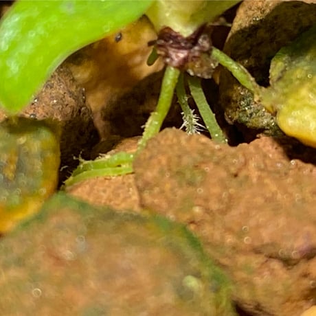 Homalomena sp. [LA0317-z-r]