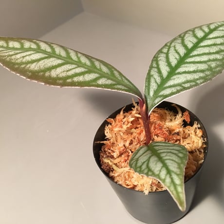 Ardisia sp. from Ache Sumatera [ L A]