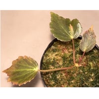 Begonia '煉獄-参' [LA hyb.-f1-01]