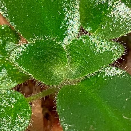 Deinostigma sp. "Bit" from P.Lingga [AZ0517-13]