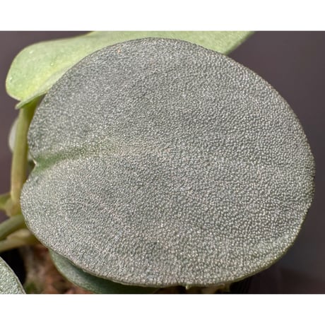 Homalomena sp. "銀鮫" from Aceh sumatera [LA0217-03]