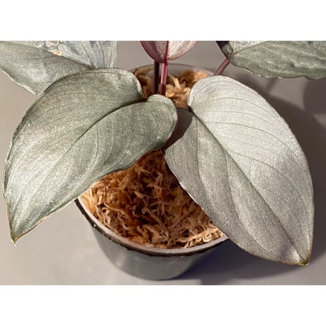 (大株) Homalomena sp. "STRONG ZERO" from P.Lingga[AZ0917-1]