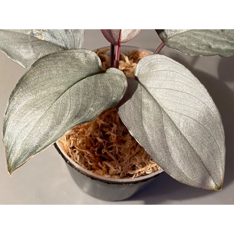 大株) Homalomena sp. 