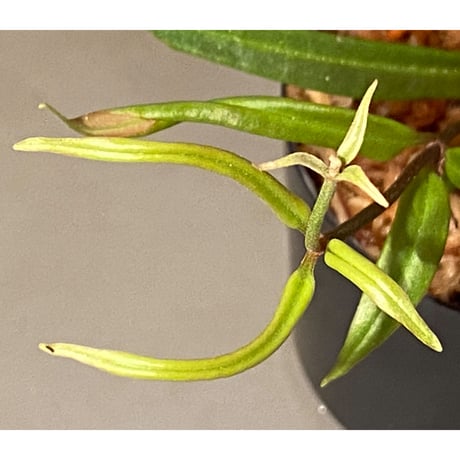 Medinilla sp. from Bukidnon 1.300m Mindanao Philippines